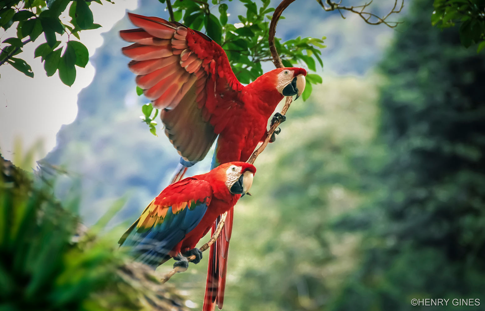 Mein Regenwald - Chancen für den tropischen Regenwald im peruanischen Amazonasgebiet