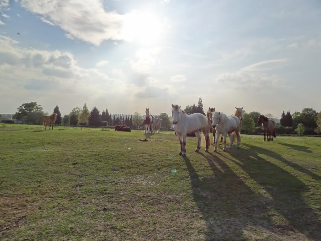 Gemeinsam Lernen - Erleben und Lernen von Gemeinschaft auf dem Ponyhof Hilbeck